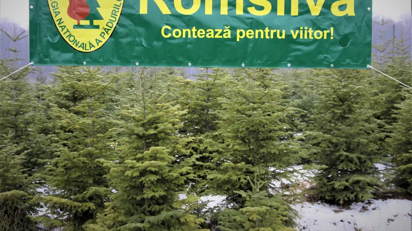Un senator USR cere demisia șefului Romsilva pentru negarea tăierilor ilegale de păduri