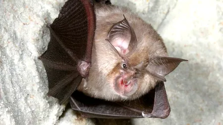 Oamenii de știință au descoperit că liliecii care locuiau în Cambodgia în 2010 purtau un agent patogen „aproape identic” cu virusul COVID-19