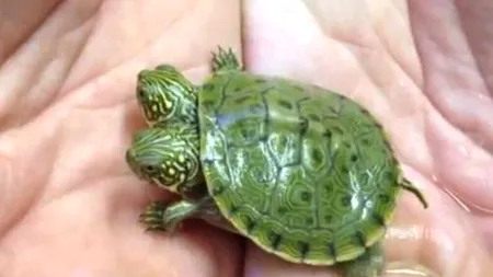 Noua atracție a grădinii zoologice din San Antonio: o testoasă cu două capete