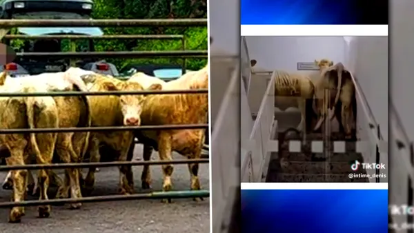 Scene incredibile la un spital din Germania: opt vaci au pătruns în interiorul clădirii și au urcat până la etajul doi