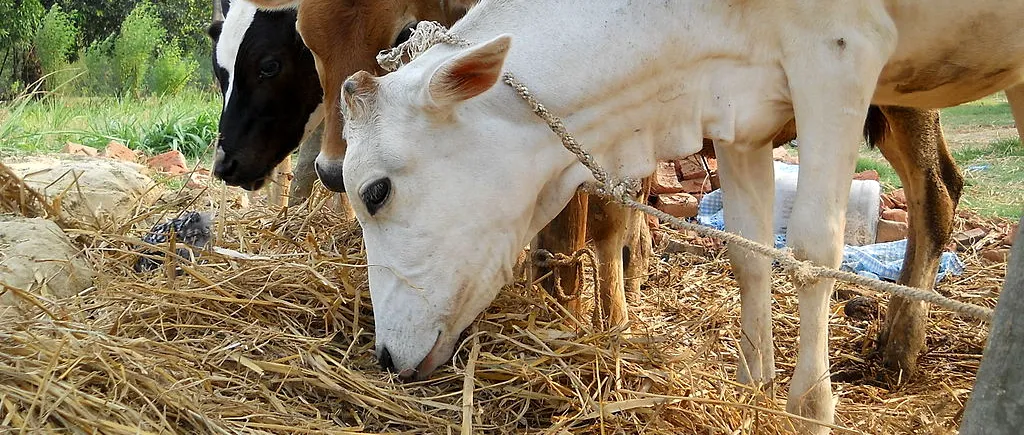 Penitenciarul din România care dă 1 milion de euro pe o fermă de vaci