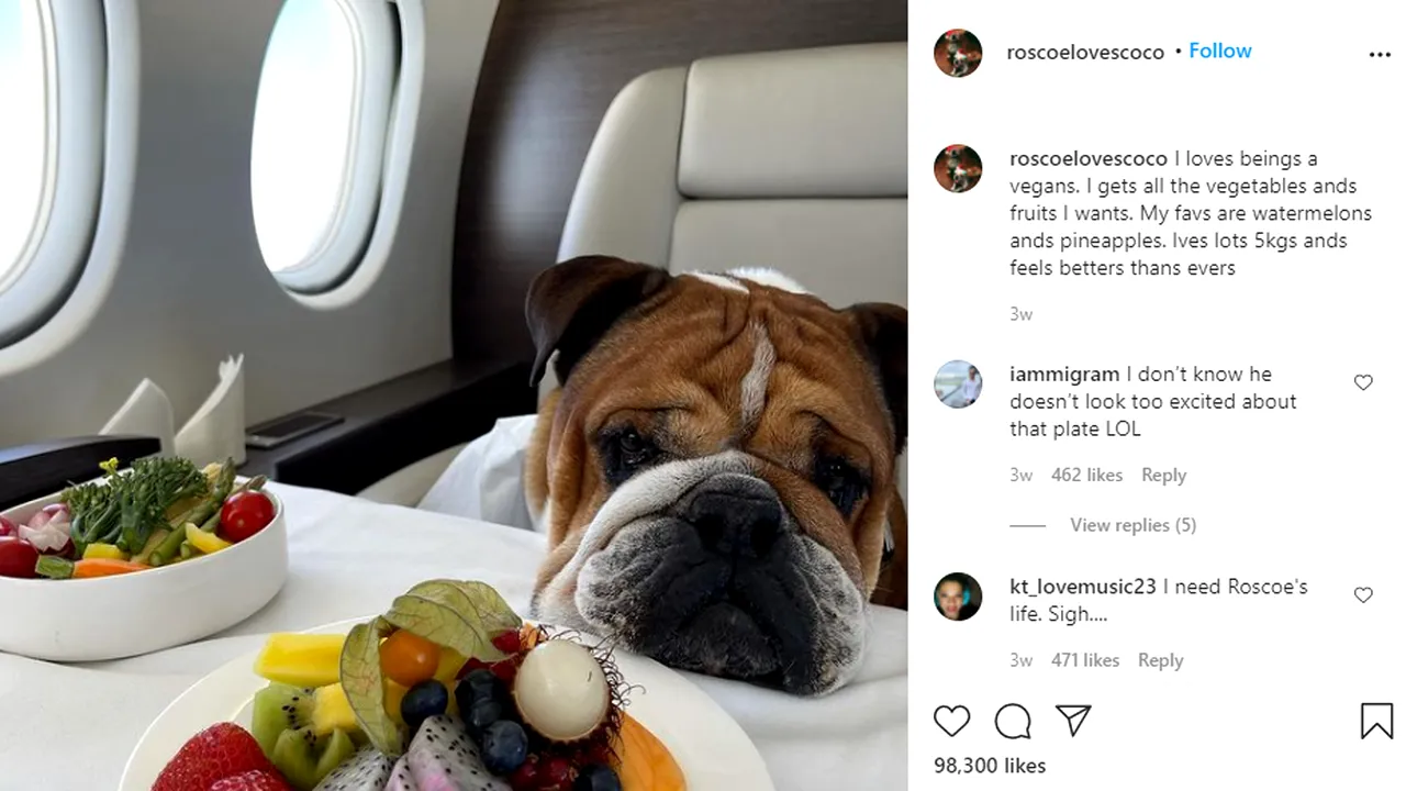 Lewis Hamilton, vegan convins, i-a impus dieta și cățelului lui, Roscoe. #vegandog este și Golden Retrieverul lui Andrei Roșu