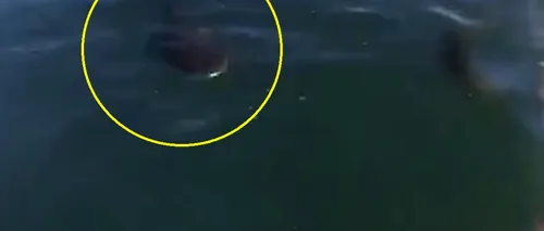 Cum a spraviețuit un surfer confruntării cu un rechin - VIDEO
