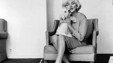 10 câini celebri din perioada de glorie a Hollywood-ului