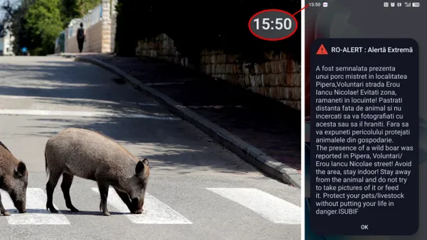 Un porc mistreț a fost văzut în Pipera. Autoritățile au emis RO-ALERT