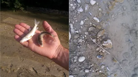 Autoritățile au deschis o anchetă după ce au descoperit pești morți și apă de culoare galben-verzuie pe un râu din Vâlcea