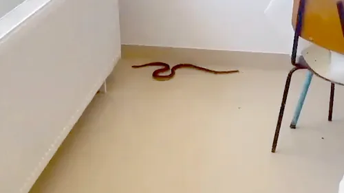 VIDEO | Un șarpe de peste un metru a intrat într-un spital din Olt. La un moment dat, reptila s-a urcat pe perete
