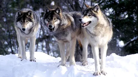 STUDIU. De ce lupul nu va fi niciodată cel mai bun prieten al omului