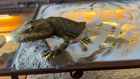 Misterul originii vieții: Potrivit unui studiu, animalele vertebrate ar fi apărut cu 200 de milioane de ani mai devreme decât se credea