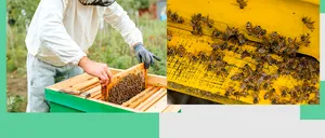 Seceta trimite apicultorii locali în faliment. Mierea românească MADE in UCRAINA face legea pe piață
