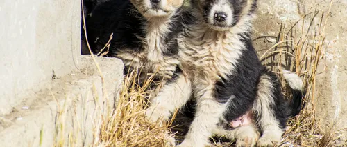 CORONAVIRUS | Voluntarii din China salvează animalele abandonate