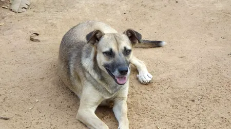 Compania Romprest va îngriji pe cheltuiala sa câinii din adăpostul Odăi