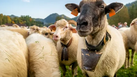 România, Bulgaria, Grecia și Croația pregătesc o acțiune comună pentru deblocarea exporturilor de animale