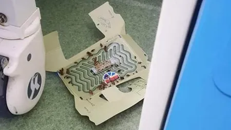 Gândacii din spitalele românești | O pacientă de la secția de Pediatrie a Spitalului din Focșani a postat o fotografie revoltătoare: Gândaci ca la ghenă! Ăștia se bat pentru ciolan, iar noi murim cu zile, te duci cu o boală și vii cu șapte