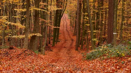 Un băiat de 14 ani din județul Sălaj a fost împuşcat într-o pădure, în timp ce căuta brazi. Copilul a fost confundat cu un urs