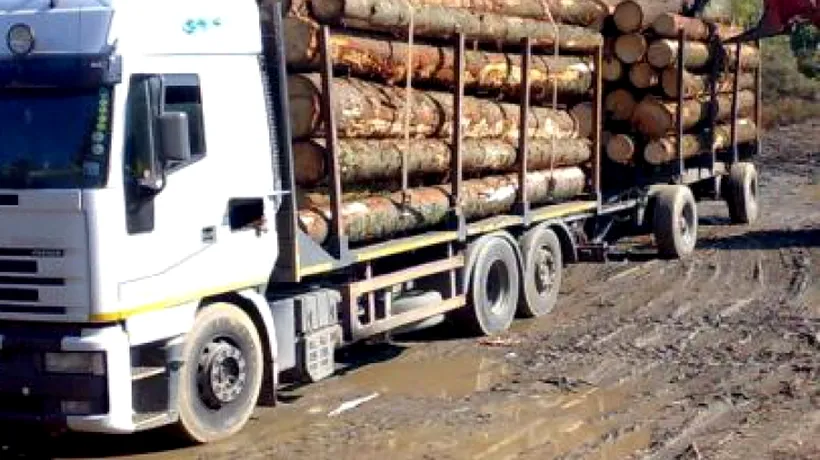Polițist din Constanța, pus sub control judiciar după ce a primit mită trei tone de lemne