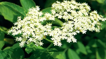 Socul, simbol al binelui și al răului. Legendele și superstițiile din jurul aceste plante de leac. De ce lemnul de soc nu se pune niciodată pe foc