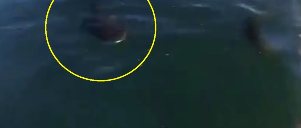 Cum a spraviețuit un surfer confruntării cu un rechin - VIDEO
