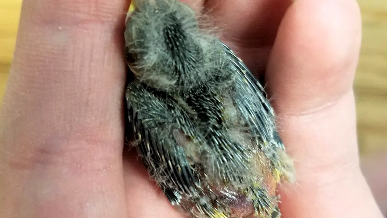 Gestul făcut de mai mulți tineri în stare de ebrietate, care au găsit o pasăre rănită pe stradă. „La început am glumit, dar...