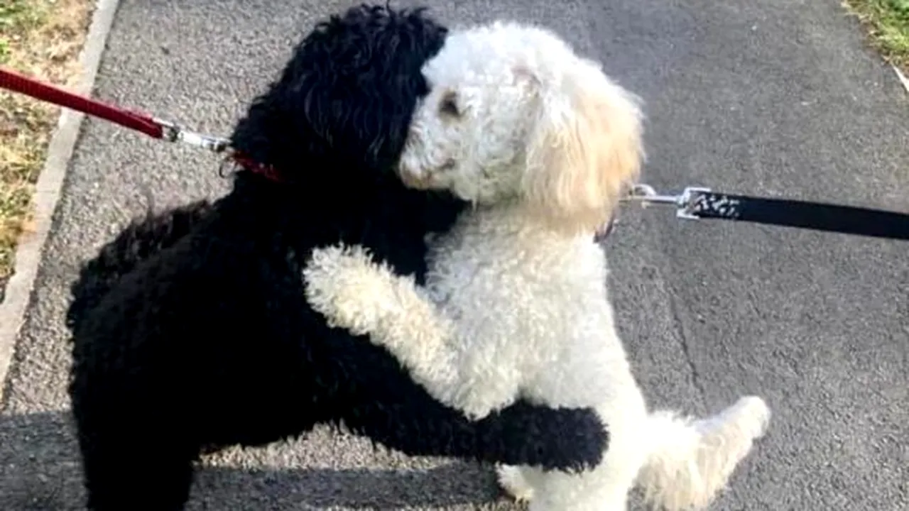 EMOȚIONANT. Doi câini separați de mici s-au reîntâlnit după ani și s-au recunoscut