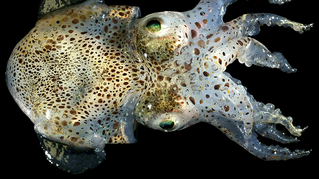 Inovație pentru soldații americani: calamarii, soluția pentru a putea deveni invizibili