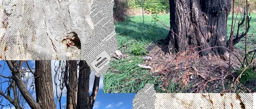 EXCLUSIV VIDEO | Dezastrul ecologic din apropierea Parcului IOR continuă și după ce cazul a ajuns la Poliție. Garda de Mediu nu știe încă ce substanță a otrăvit copacii găuriți: ”Am mai sancționat o dată proprietarul”