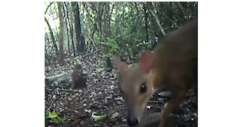 Faceți cunoștință cu „Șoarecele-Căprioară