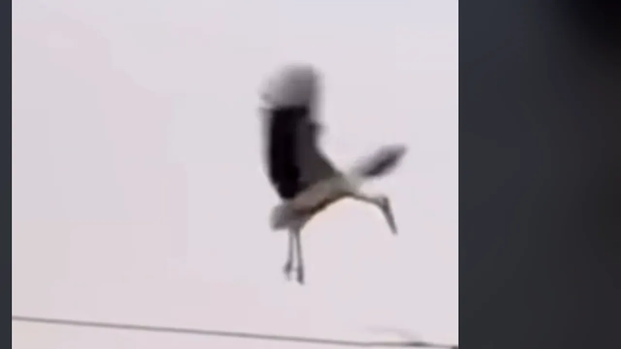 Imagini impresionante. O barză își strigă DUREREA, după ce constată că i-a luat foc cuibul la care a muncit întreaga viață