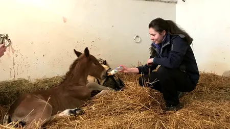 Cai și ponei, îngrijiți în singurul „spital de cai