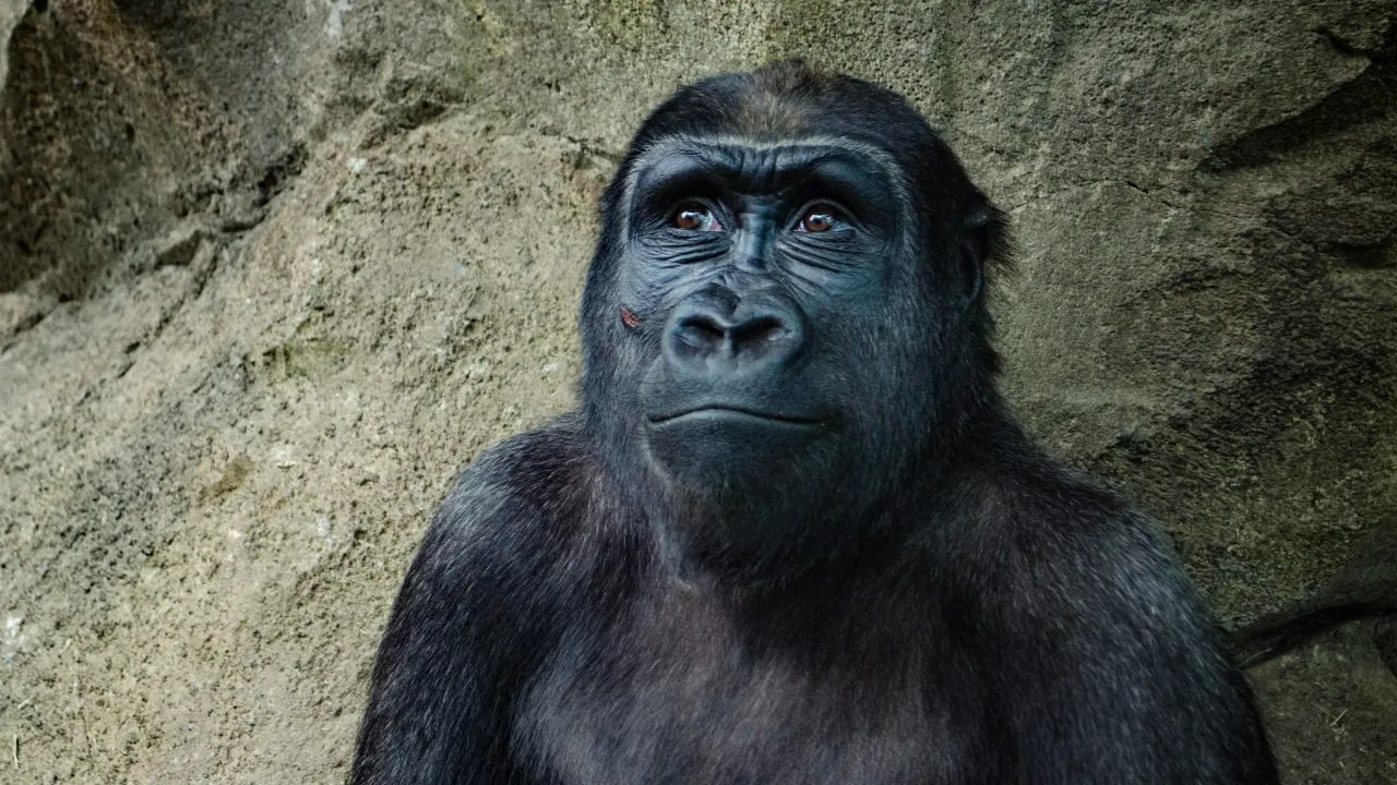 Animalele de la o grădină zoologică din SUA primesc un vaccin experimental COVID-19