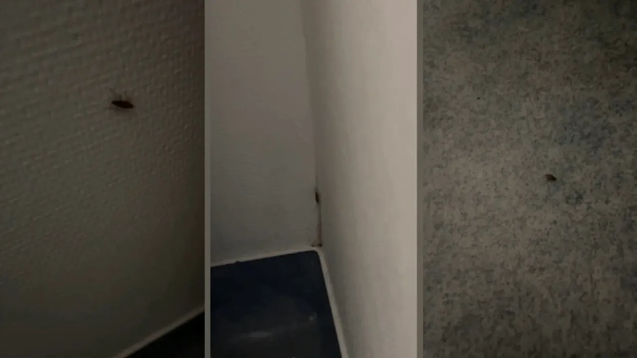 Gândaci filmați în secția de Pediatrie a Spitalului Județean de Urgență Slatina. Mama unui copil internat într-un salon a făcut publice imaginile