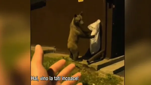 Un turist din Poiana Brasov și-a RISCAT viața pentru vizualizări pe TikTok, filmându-se în timp ce încerca să mângâie un urs