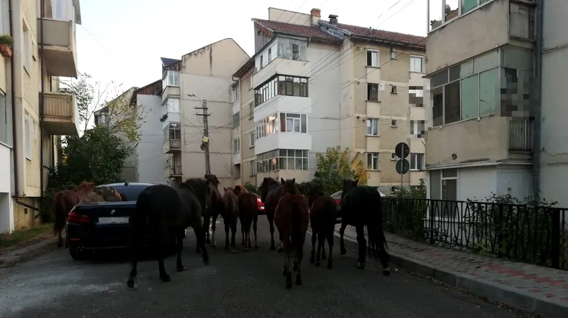 Cai lăsați liberi, la păscut, între două blocuri din Piatra Neamț 