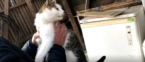 VIDEO. Polițiștii de la Protecția Animalelor au salvat de Ajun o pisică sechestrată în cuva unei mașini de spălat. A fost întocmit dosar penal