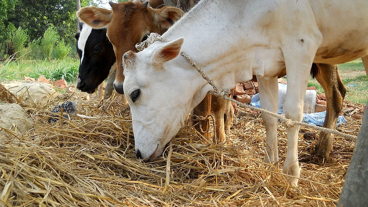 Explozie de proporții la o fermă din Texas, unde 18.000 de VACI au murit: „Este cel mai grav incident la o crescătorie de bovine”