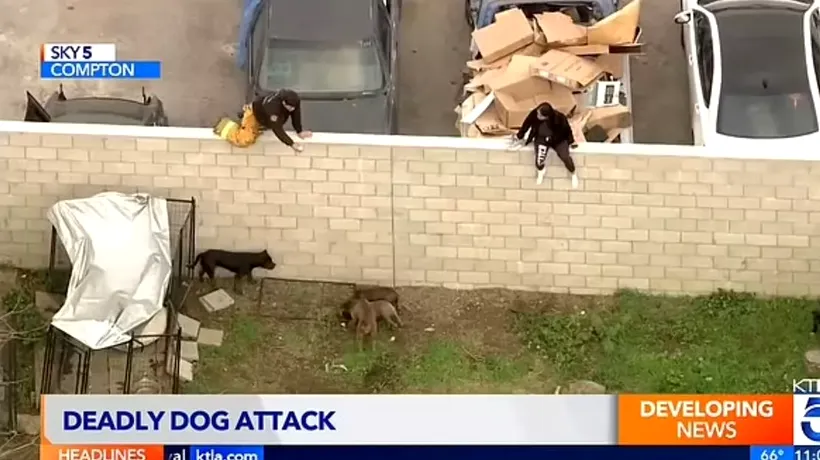 Îngrozitor. Un bărbat de 35 de ani a fost SFÂȘIAT de 13 câini Pitbull. Victima, găsită fără suflare într-o curte din California