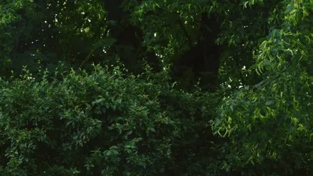 SACI DE GUNOI în loc de botoși de protecție! Reacția managerului Spitalului de Urgență Craiova