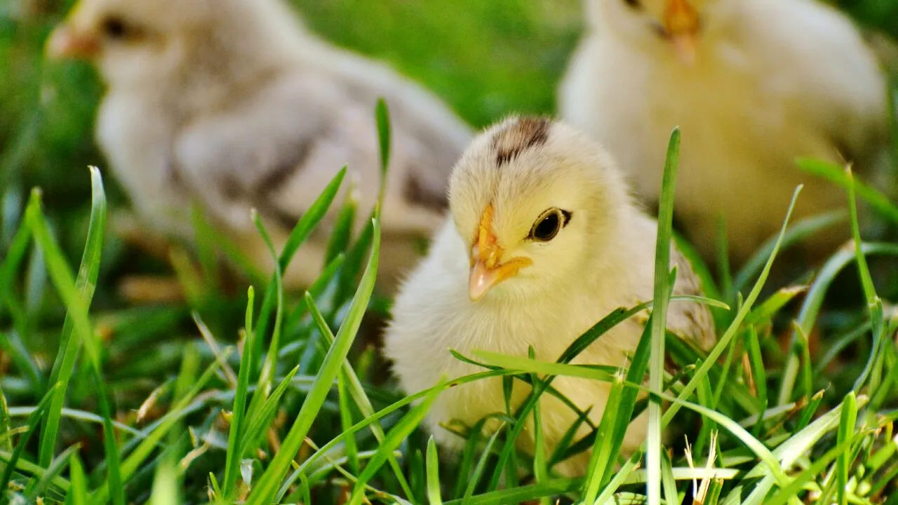 Săptămâna Luminată. Ce NU au voie să face credincioșii în miercurea de după Paște