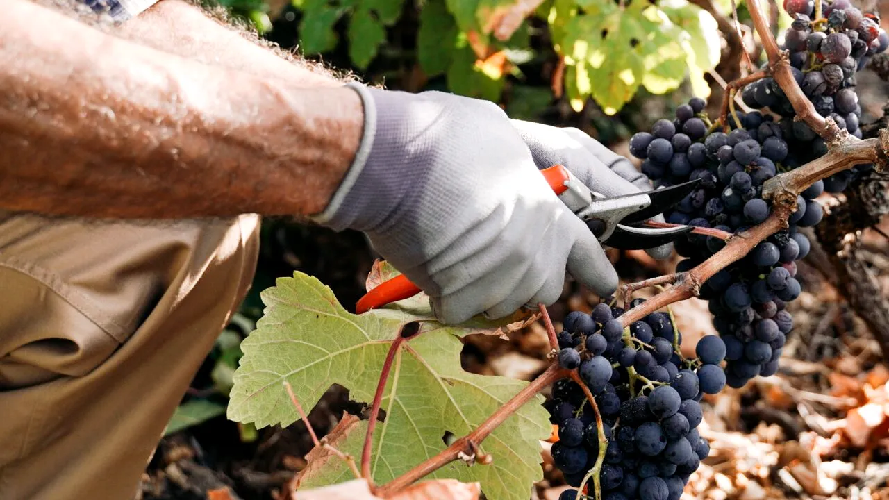 Mihaela Barticel, psiholog, despre românii din ITALIA: „Mulți, chiar dacă sunt bine integrați, se simt străini”