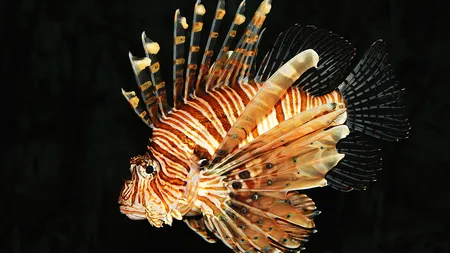 Adio fructe de mare. Prădătorul care ne poate lăsa fară delicatesele mediteraneene