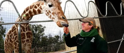 A murit cea mai bătrână girafă din lume. Câți ani avea Mutangi