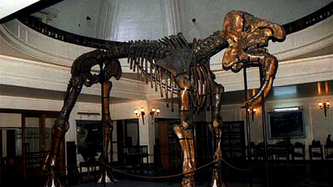 Vizitatorii Muzeului Antipa pot dormi lângă giganticul Deinotherium gigantissimum