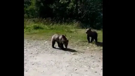 Imagini revoltătoare cu un bărbat care își îndeamnă fiul să se apropie de urșii de pe marginea drumului de munte! „Hai, mă, că sunt mici, mă bat cu ei!”