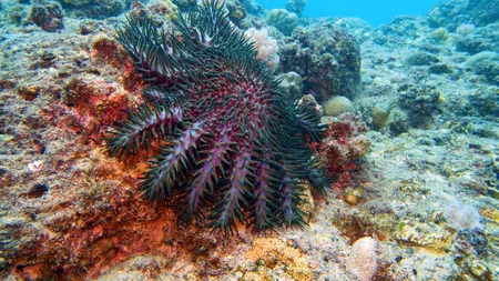 Miliarde de stele de mare au murit. Un trib din SUA încearcă să salveze specia de la dispariție