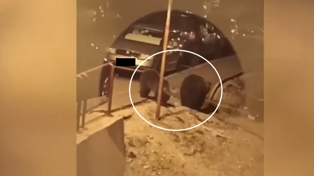 Patru urși TERORIZEAZĂ un cartier din Predeal, seară de seară, când coboară după mâncare. Localnicii sunt disperați și spun că e un risc uriaș