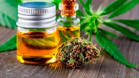 CBD, un compus al canabisului, ar putea ajuta la prevenirea sau tratarea COVID-19 (studiu)