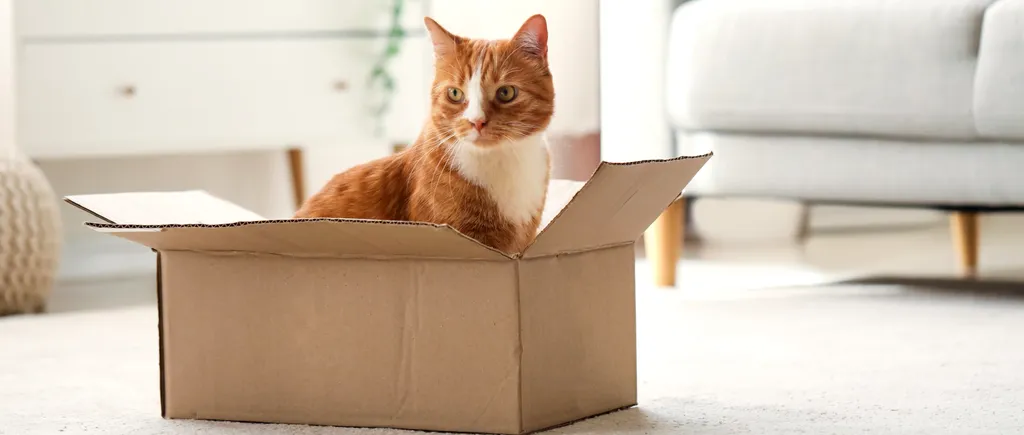De ce pisicile sunt OBSEDATE de cutiile de carton. Explicația pentru acest comportament ciudat