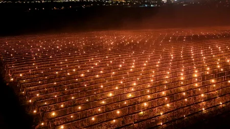 Cum au fost aprinse 4.000 de lumânări la Cluj pentru a salva cireșii de îngheț. „Am dat foc la 40.000 de euro”