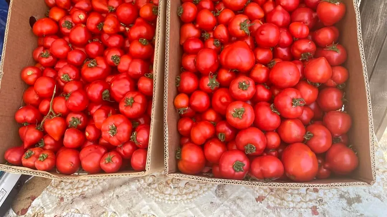 Cu câți lei se vinde un kilogram de roșii românești în Domnești, Ilfov. Oamenii au crezut că e o glumă