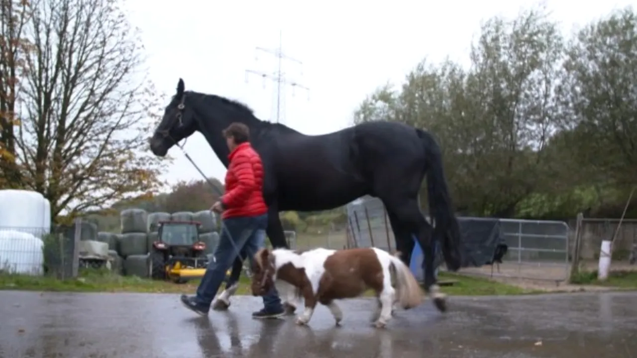Unde poate fi văzut cel mai mic PONEI din lume. Simpaticul animal are doar 50 de centimetri înălțime și 35 de kilograme